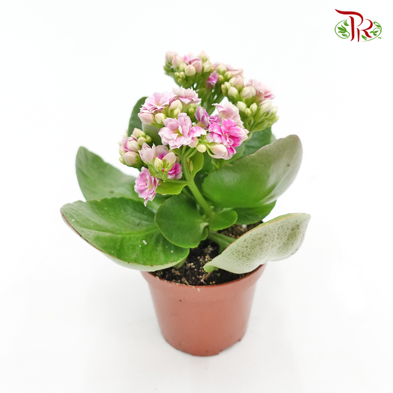 Kalanchoe P80-RANDOM PICKED COLOURS 《长寿花》 - Pudu Ria Florist