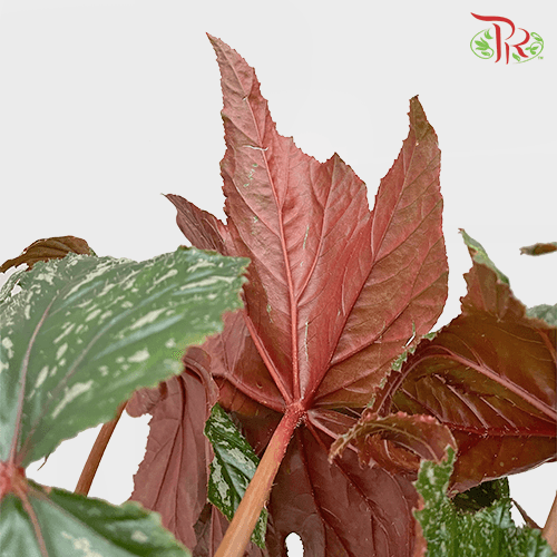 Begonia Gryphon《鹰狮秋海棠》 - Pudu Ria Florist