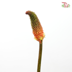Kniphofia Uvaria (Per Bunch)-China-prflorist.com.my