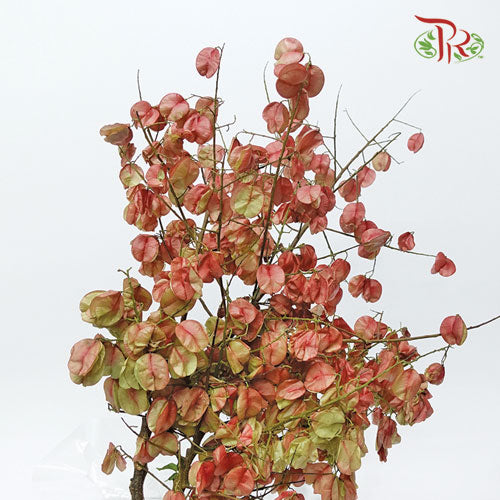 Koelreuteria Elegans - (3 Stems)-Import-prflorist.com.my