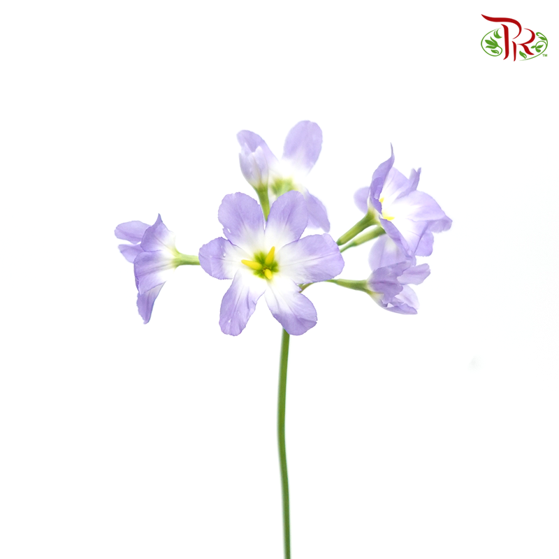 Leucocoryne - Purple (5 Stems) - Pudu Ria Florist