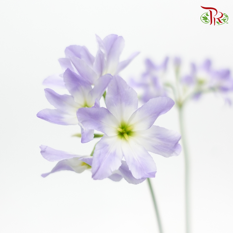 Leucocoryne - Purple (5 Stems) - Pudu Ria Florist