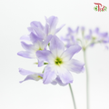 Leucocoryne