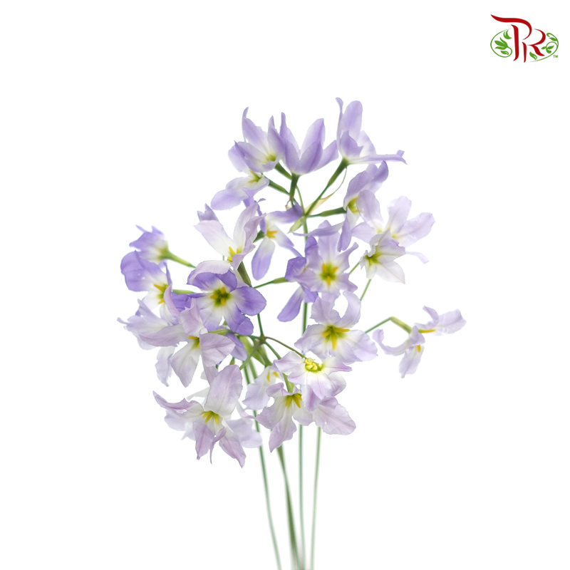 Leucocoryne - Purple (5 Stems) - Pudu Ria Florist