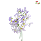 Leucocoryne