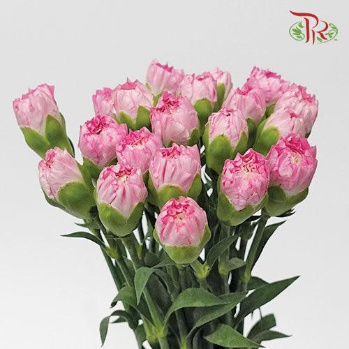 Carnation - Car Tonic Golem (19-20 Stems) - Pudu Ria Florist