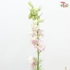 Larkspur - Light Pink (5 Stems)-Pink-Netherland-prflorist.com.my