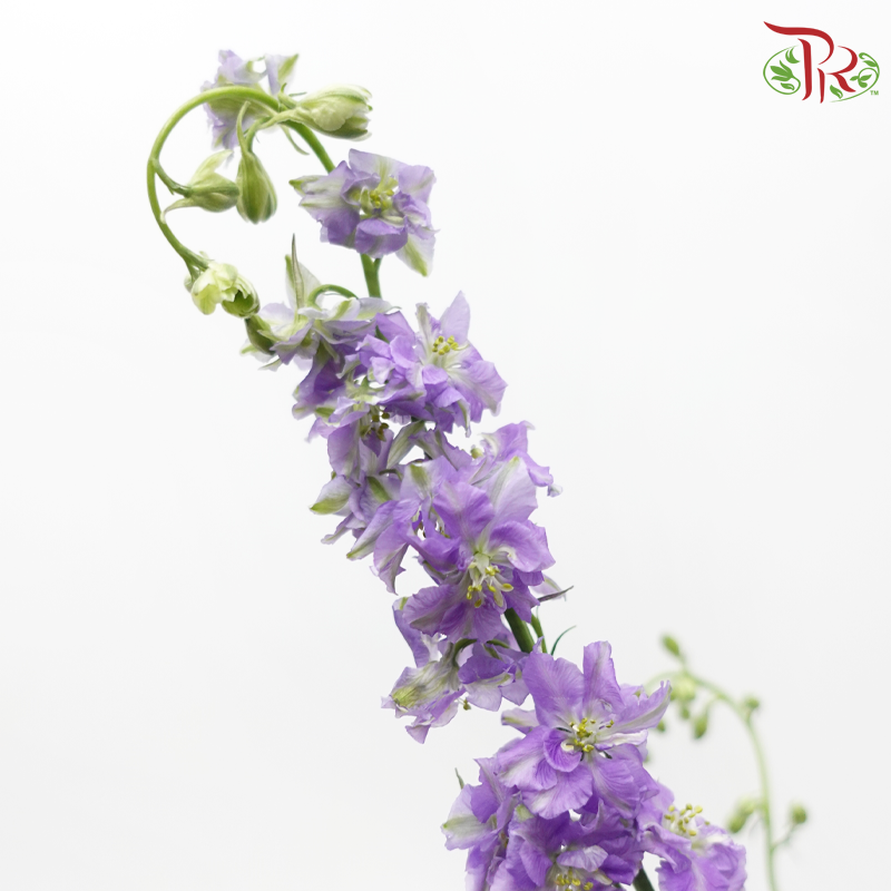 Larkspur - Light Purple (5 Stems)-Purple-Netherland-prflorist.com.my