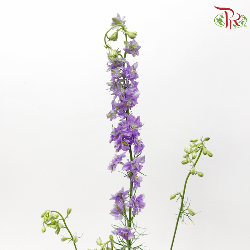 Larkspur - Light Purple (5 Stems)-Purple-Netherland-prflorist.com.my