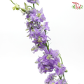 Larkspur - Light Purple (5 Stems)-Purple-Netherland-prflorist.com.my