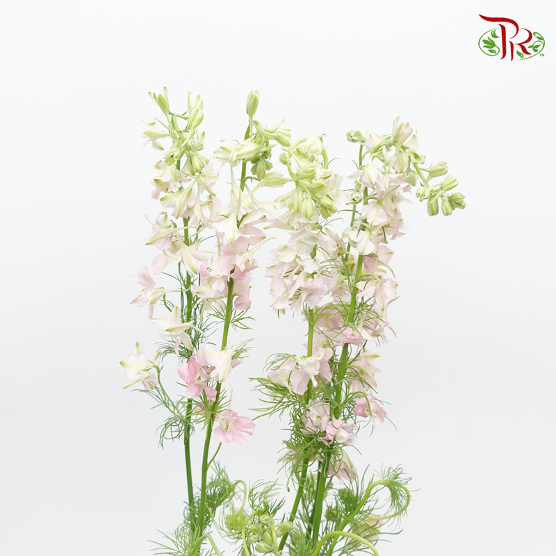 Larkspur- Pink (5 Stems)-Pink-Import-prflorist.com.my