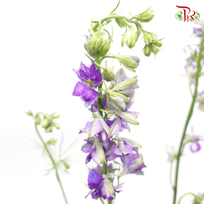 Larkspur- Purple (5 Stems)-Purple-Import-prflorist.com.my