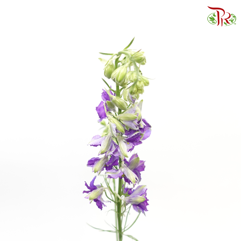 Larkspur- Purple (5 Stems)-Purple-Import-prflorist.com.my
