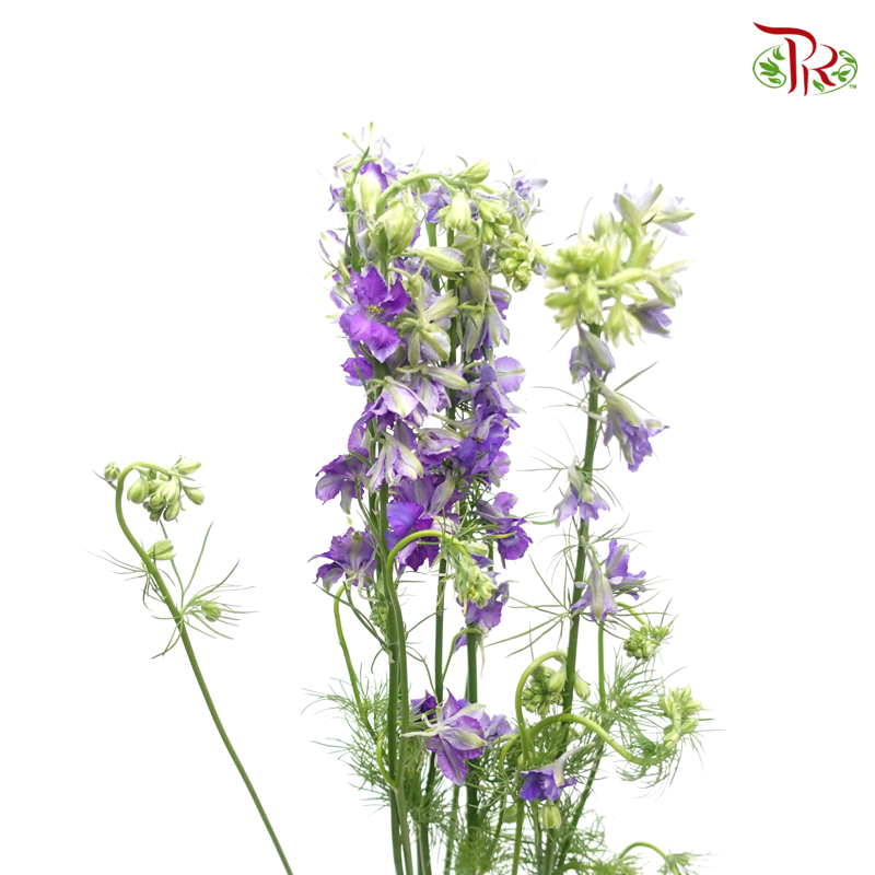 Larkspur- Purple (5 Stems)-Purple-Import-prflorist.com.my