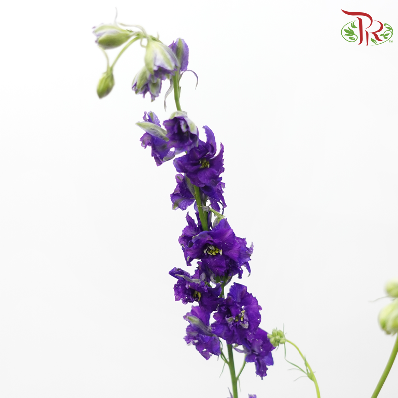 Larkspur - Purple (5 Stems)-Purple-Netherland-prflorist.com.my