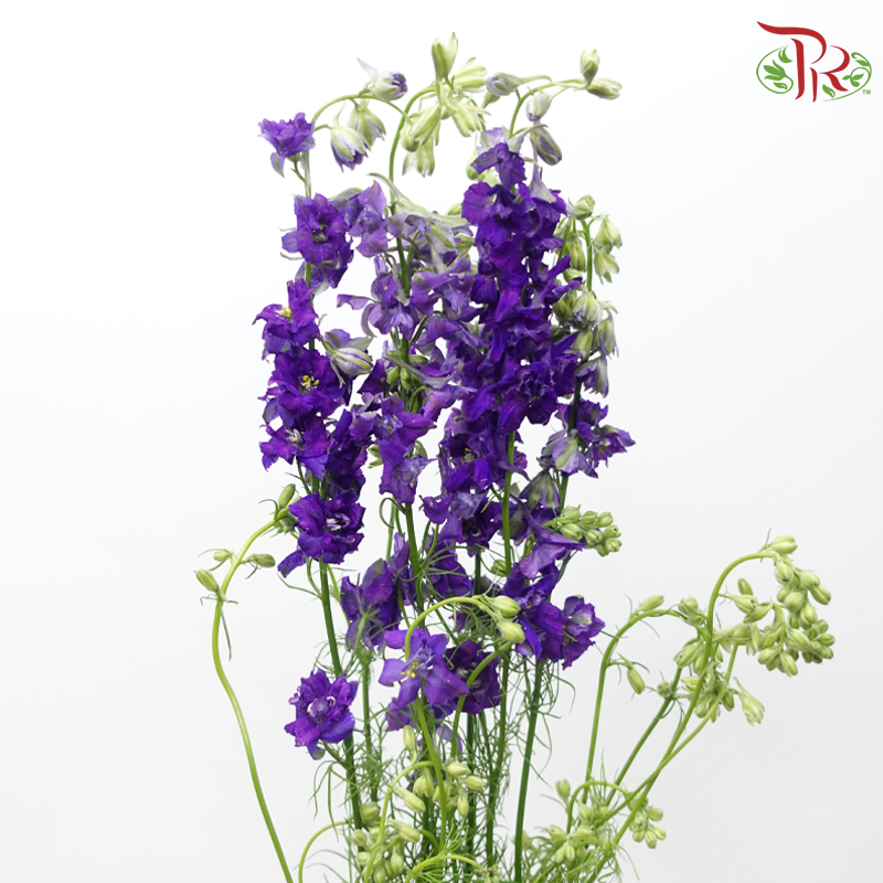 Larkspur - Purple (5 Stems)-Purple-Netherland-prflorist.com.my