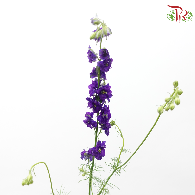 Larkspur - Purple (5 Stems)-Purple-Netherland-prflorist.com.my