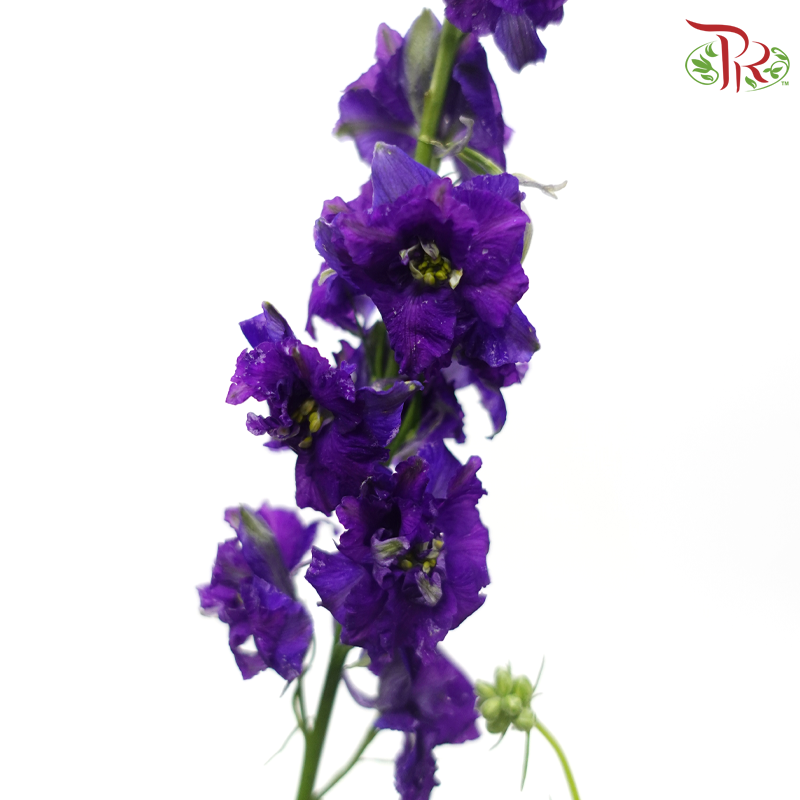 Larkspur - Purple (5 Stems)-Purple-Netherland-prflorist.com.my