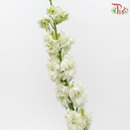 Larkspur - White (5 Stems)-White-Netherland-prflorist.com.my