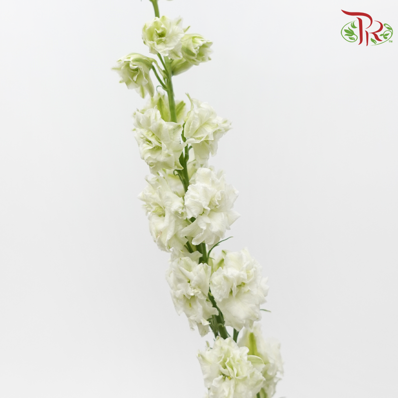 Larkspur - White (5 Stems)-White-Netherland-prflorist.com.my