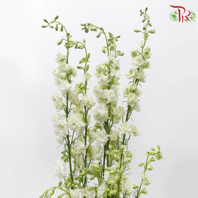 Larkspur - White (5 Stems)-White-Netherland-prflorist.com.my