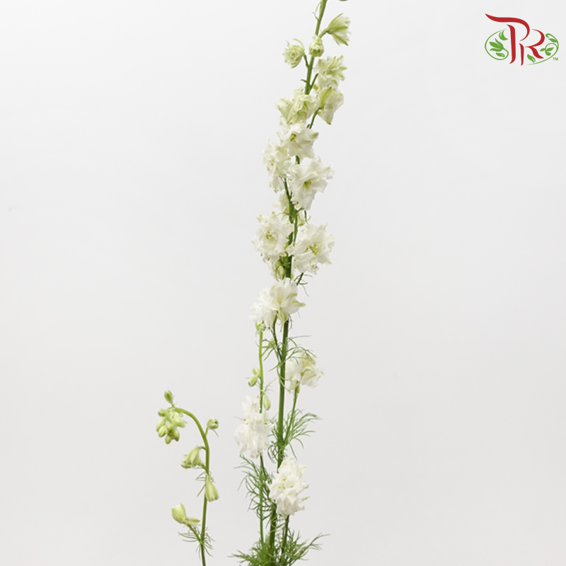 Larkspur - White (5 Stems)-White-Netherland-prflorist.com.my