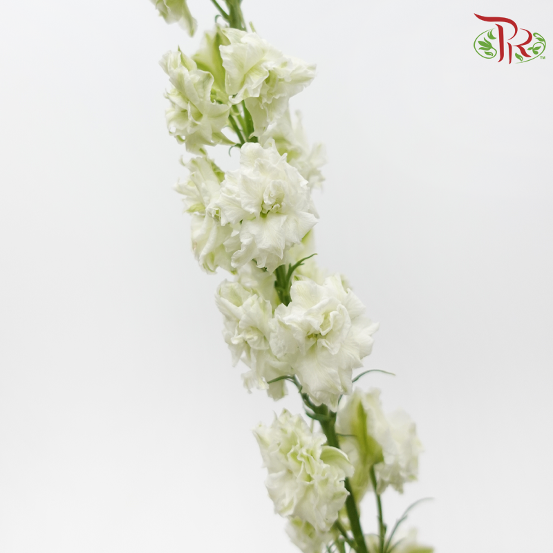 Larkspur - White (5 Stems)-White-Netherland-prflorist.com.my