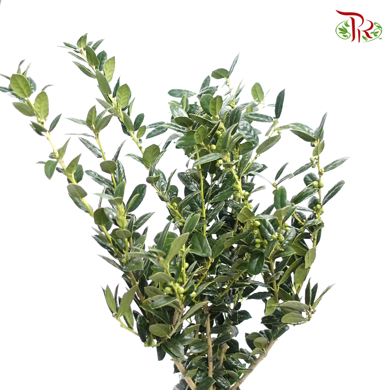 Laurocerasus Aquifoliodes (Per Bunch)-Import-prflorist.com.my
