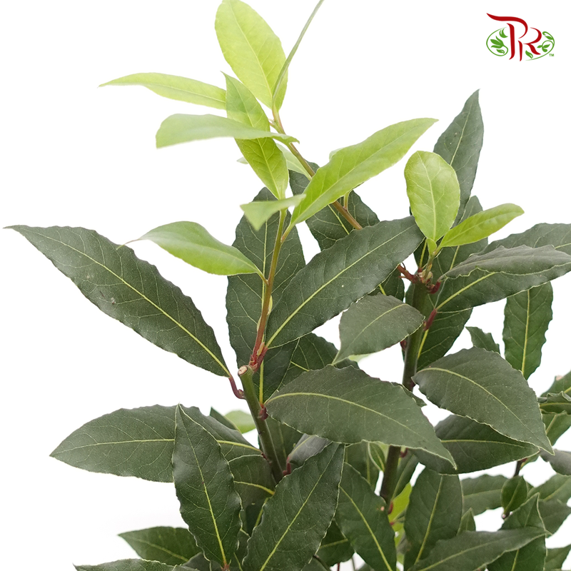 Laurus Nobilis 《月桂》40cm-Pudu Ria Florist-prflorist.com.my