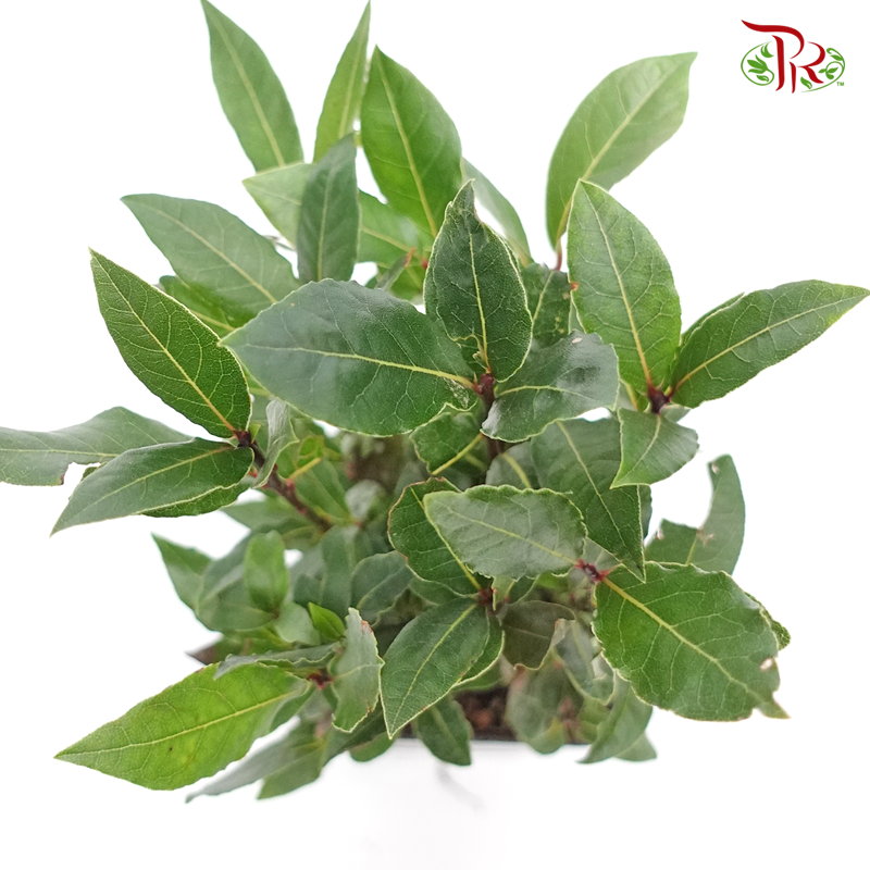 Laurus Nobilis 《月桂》 - Pudu Ria Florist