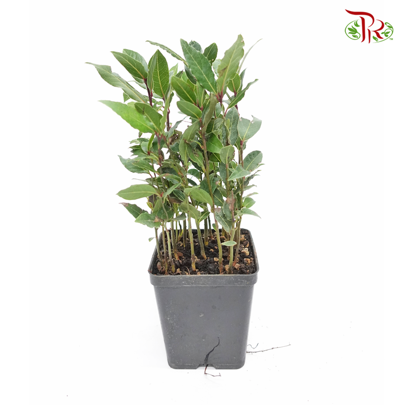 Laurus Nobilis 《月桂》 - Pudu Ria Florist
