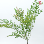 Leaf Yellow Tree Fruit - (Per Bunch)-China-prflorist.com.my