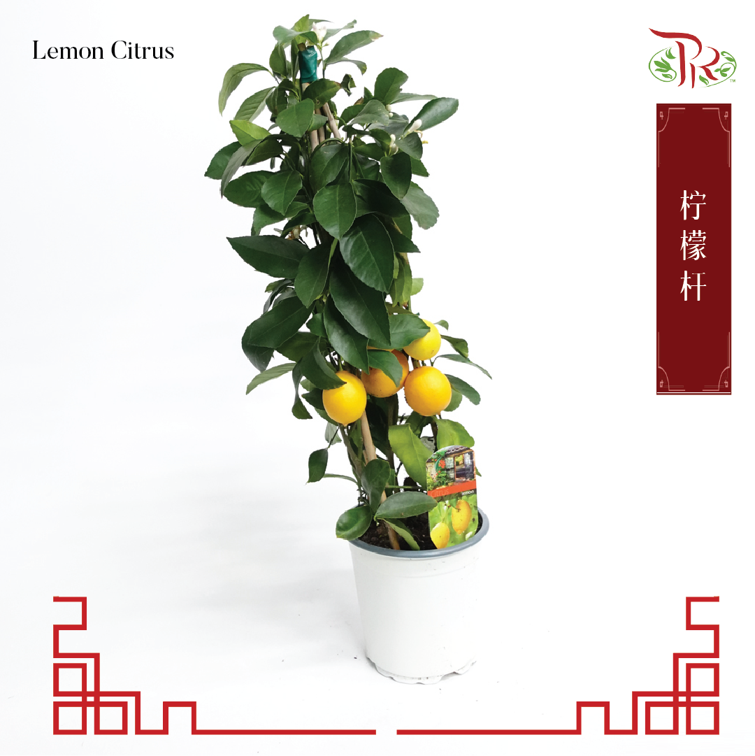 Lemon Citrus 柠檬柑 60cm-Pudu Ria Florist-prflorist.com.my