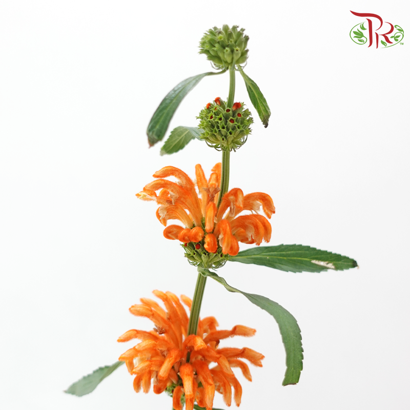 Leonotis Leonurus - Orange (5 Stems)-Orange-Netherland-prflorist.com.my