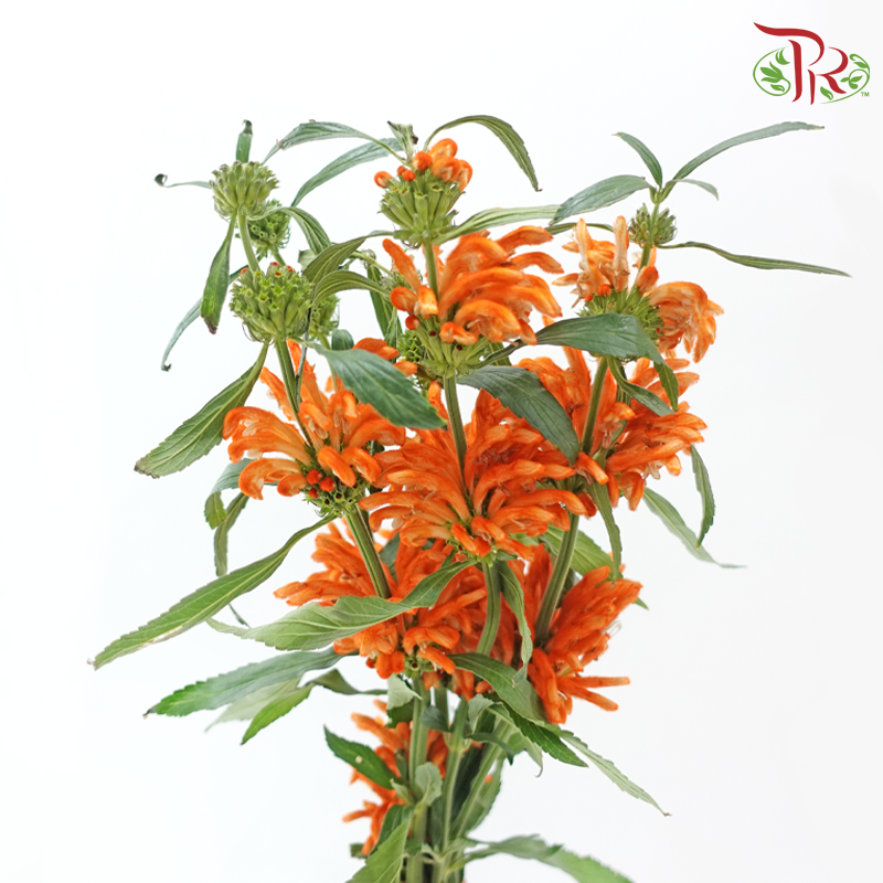 Leonotis Leonurus - Orange (5 Stems)-Orange-Netherland-prflorist.com.my