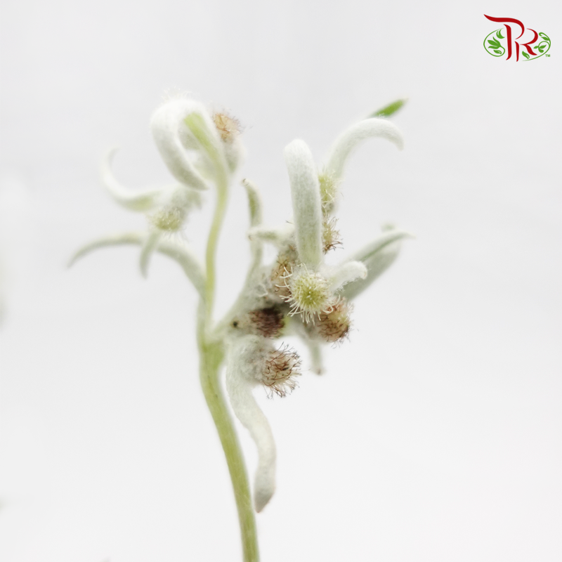 Leontopodium (5 Stems)-Netherland-prflorist.com.my