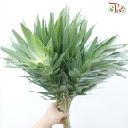 Leucadendron Argenteum - (10 Stems)-Africa-prflorist.com.my