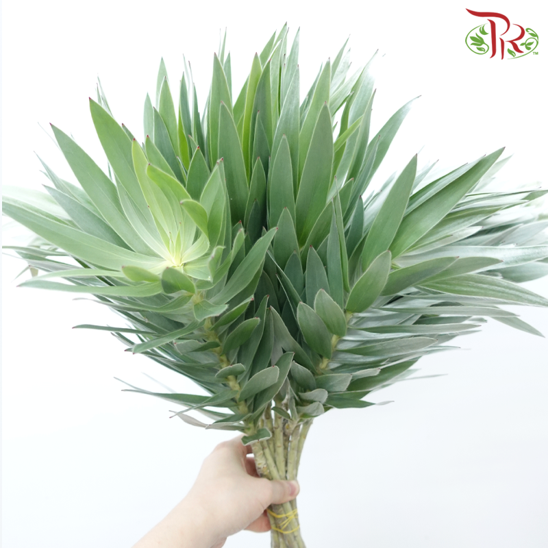 Leucadendron Argenteum - (10 Stems)-Africa-prflorist.com.my