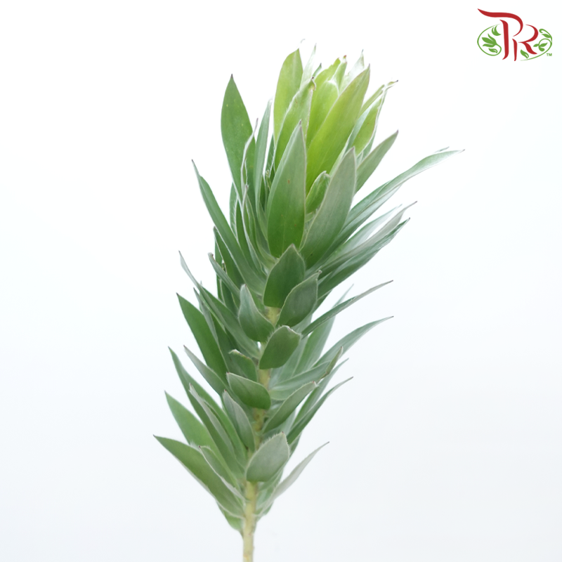 Leucadendron Argenteum - (10 Stems)-Africa-prflorist.com.my