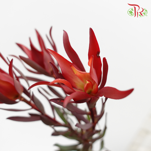 Leucadendron Fire Flash Red - (Per Bunch)-Red-China-prflorist.com.my