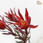 Leucadendron Fire Flash Red - (Per Bunch)-Red-China-prflorist.com.my