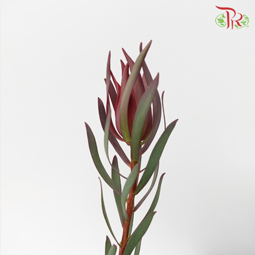Leucadendron Fire Flash Red - (Per Bunch)-Red-China-prflorist.com.my