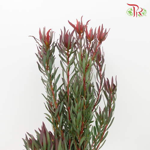 Leucadendron Fire Flash Red - (Per Bunch)-Red-China-prflorist.com.my