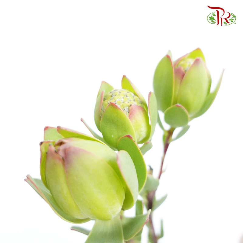 Leucadendron - Green (10 Stems)-Green-Africa-prflorist.com.my