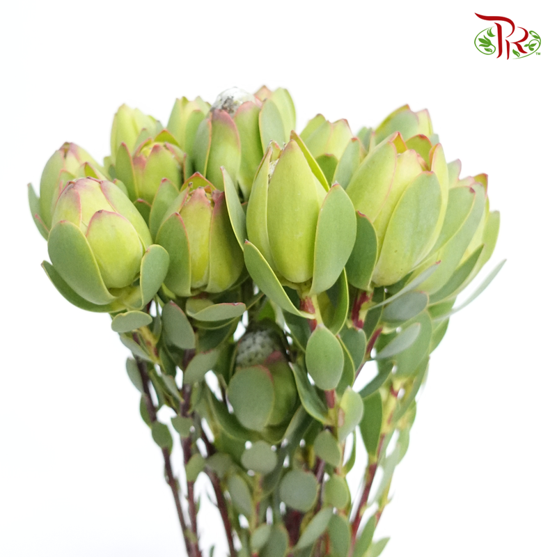 Leucadendron - Green (10 Stems)-Green-Africa-prflorist.com.my