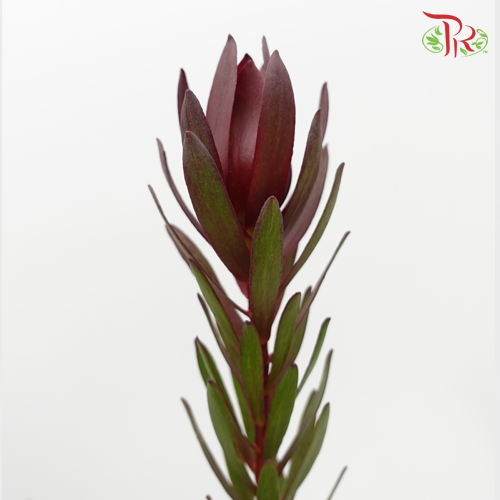 Leucadendron Red - (10 Stems)-Red-Africa-prflorist.com.my