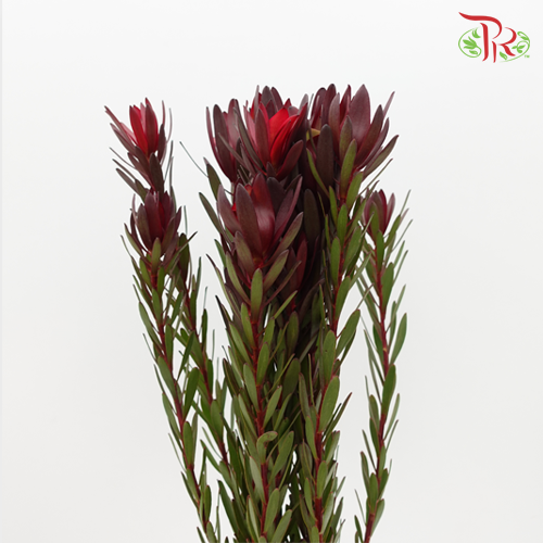 Leucadendron Red - (10 Stems)-Red-Africa-prflorist.com.my