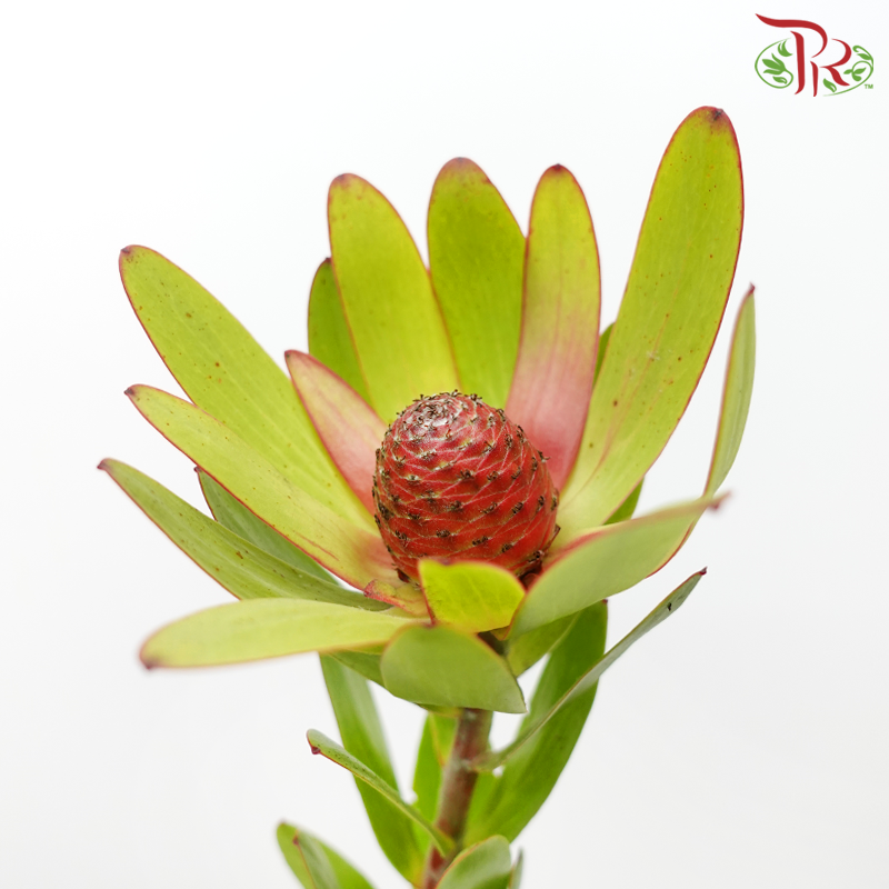Leucadendron - Rosette Green (10 Stems)-Red-Africa-prflorist.com.my