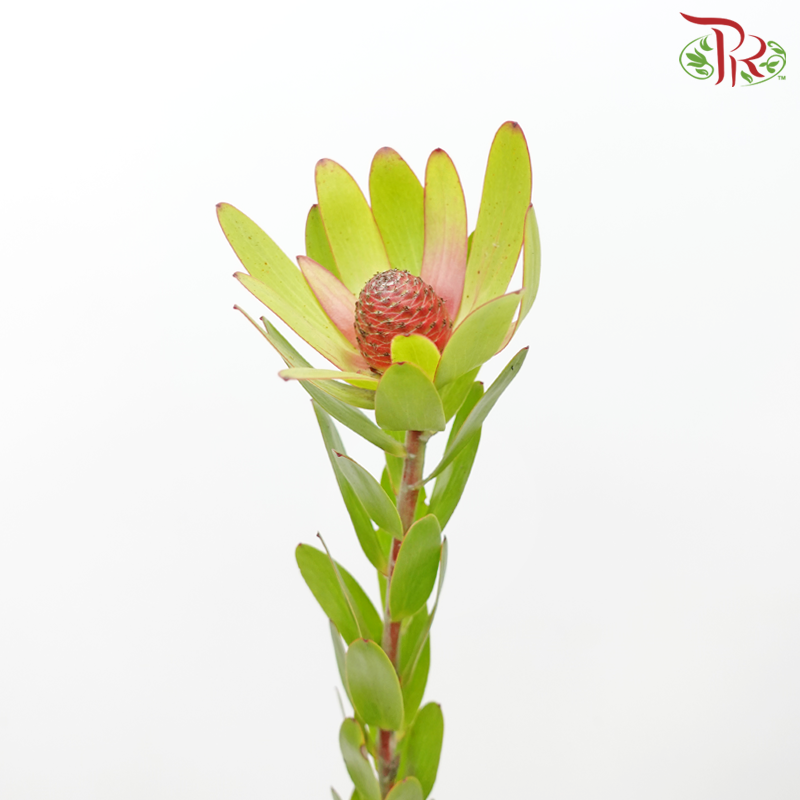 Leucadendron - Rosette Green (10 Stems)-Red-Africa-prflorist.com.my