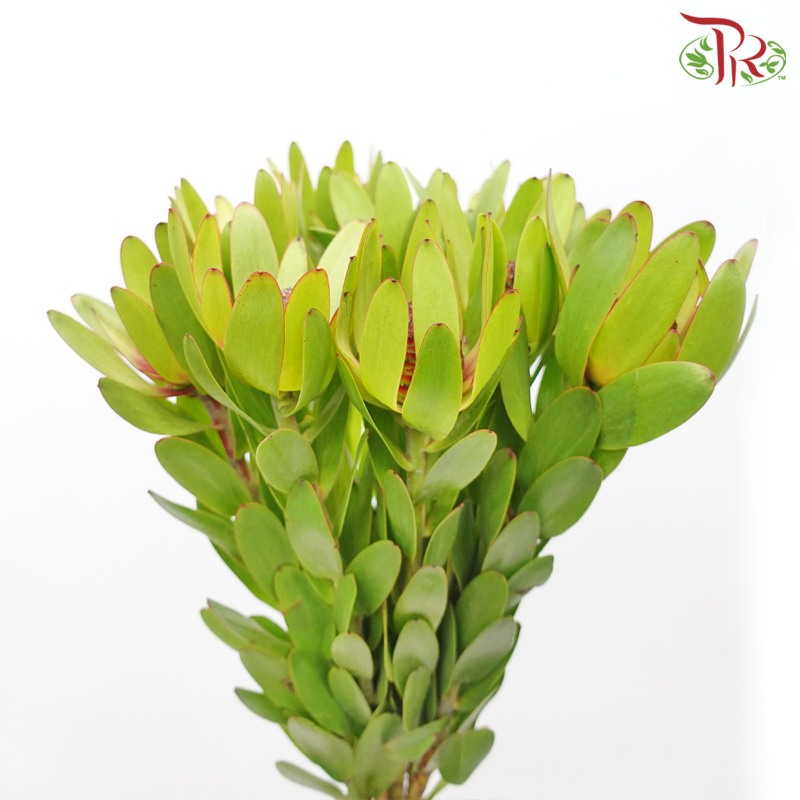 Leucadendron - Rosette Green (10 Stems)-Red-Africa-prflorist.com.my